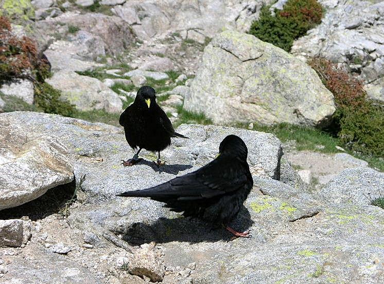 Gracchio alpino - Pyrrhocorax graculus
